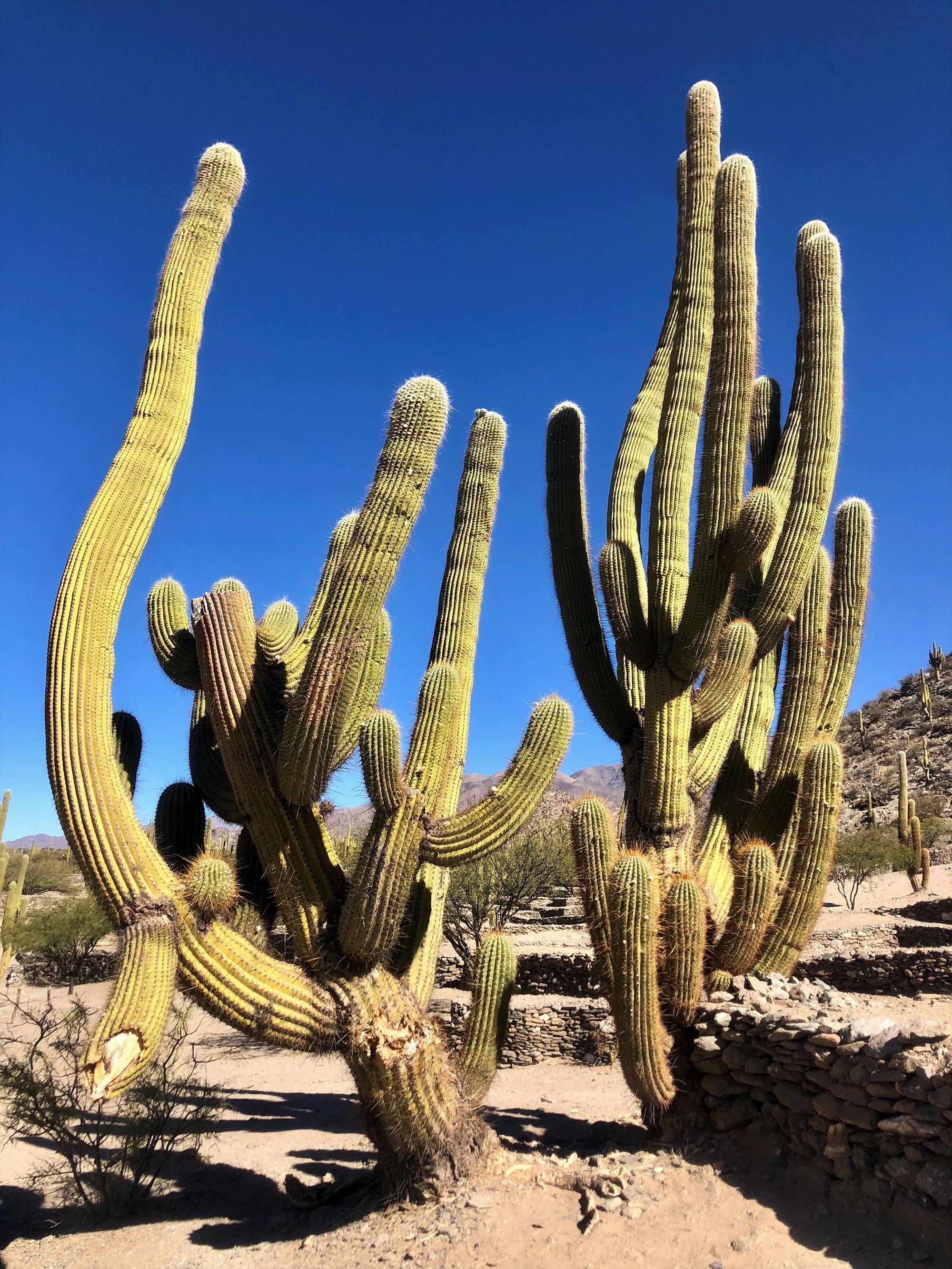 Photos from our Argentina Cycling Holiday